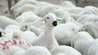 TİGEM, ihaleyi açtı: 1200 adet satılacak…