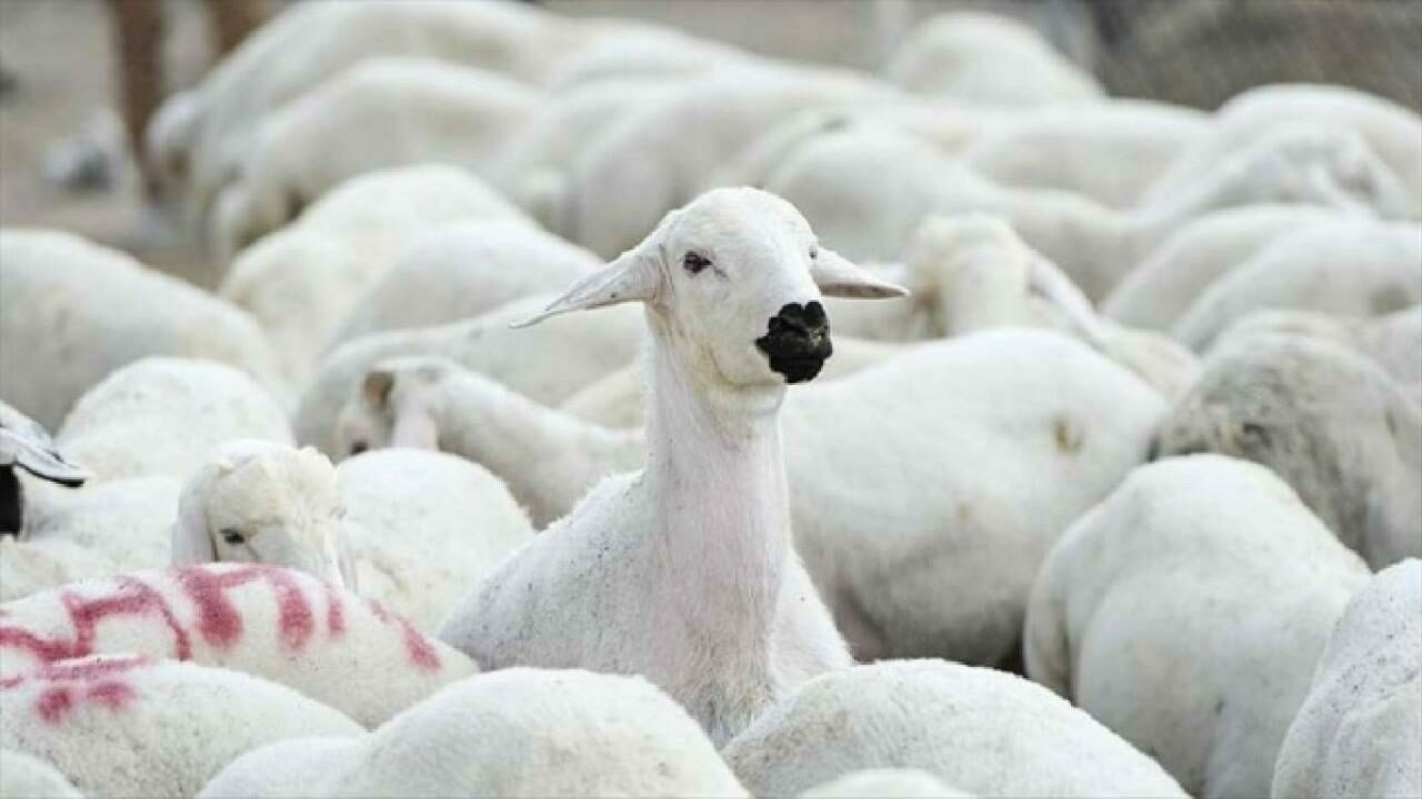 TİGEM, ihaleyi açtı: 1200 adet satılacak… TİGEM, ihaleyi açtı: 1200 adet satılacak…