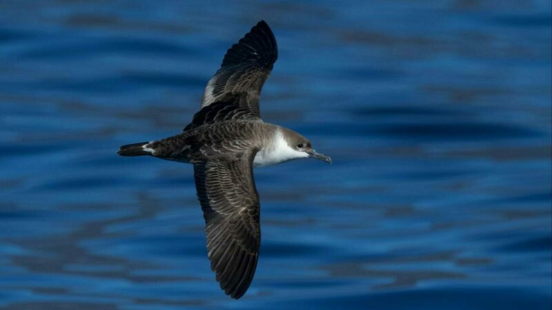 Türkiye’de ilk kez görüntülendi