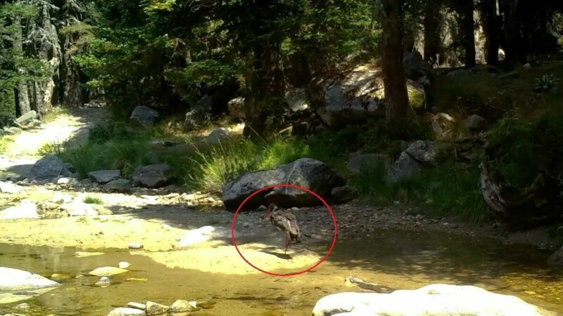 Türkiye’de nadir görülüyor! Bursa’da kayıtlara geçti