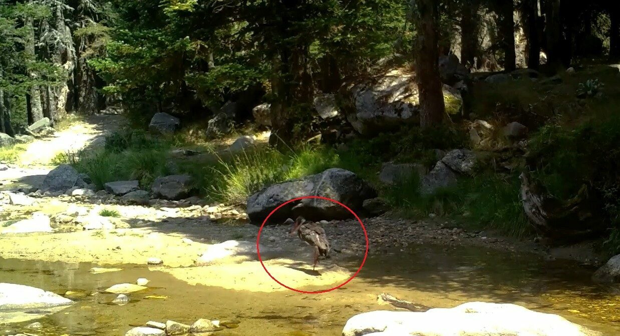 Türkiye’de nadir görülüyor! Bursa’da kayıtlara geçti Türkiye’de nadir görülüyor! Bursa’da kayıtlara geçti