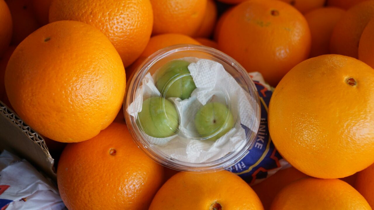 Bursa’da erik tezgaha düştü, fiyatı şok etti!