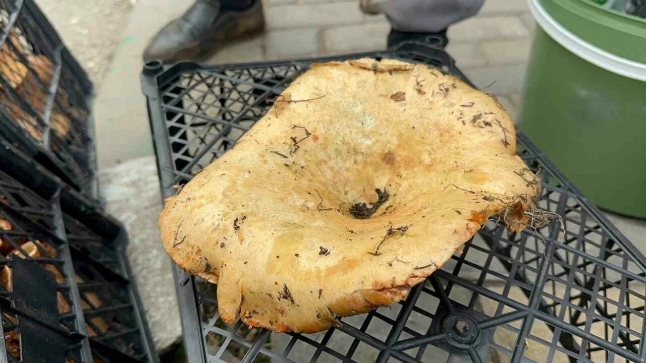 Bursa’da yağmur yağdı, fiyatı 100 liraya düştü Bursa’da yağmur yağdı, fiyatı 100 liraya düştü