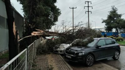 Bursa’da arabaların üstüne ağaç devrildi