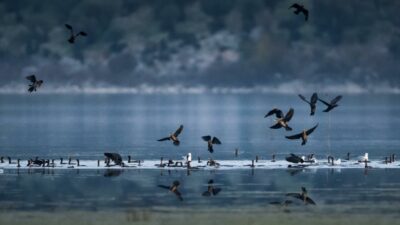 Bursa’nın küçük avcıları!
