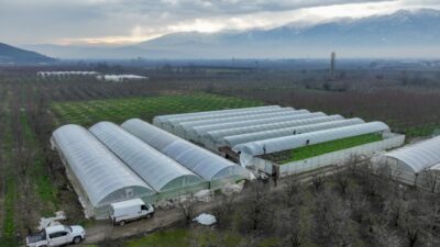 Bursa’da lodostan zarar gören çiftçilere Büyükşehir desteği