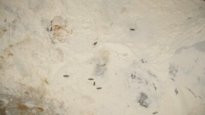 Bursa’da belediyeye bağlı ekmek fabrikasında skandal görüntü! Hamurdan bakın ne çıktı?