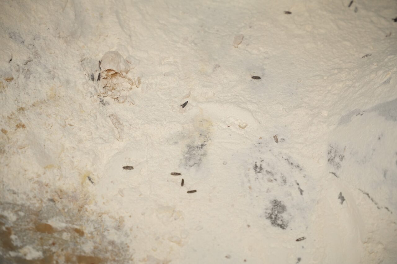 Bursa’daki ekmek fabrikasında skandal görüntü! Hamurdan bakın ne çıktı?