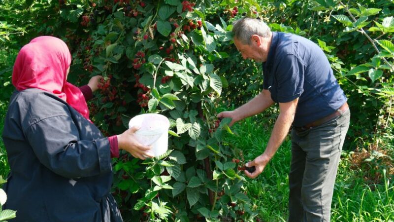 Bursa’da iki ürün için Sırbistan modeline geçiş Kestel Belediye Başkanı Ferhat Erol, Uludağ eteklerindeki köylerde ahududu ve