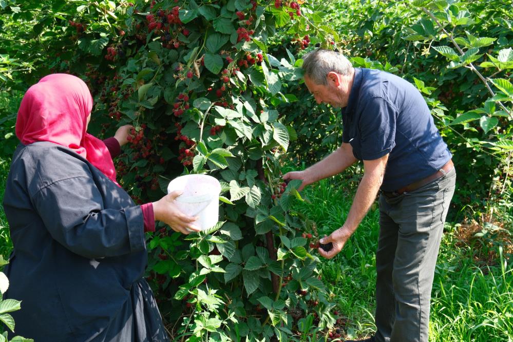 Bursa’da iki ürün için Sırbistan modeline geçiş