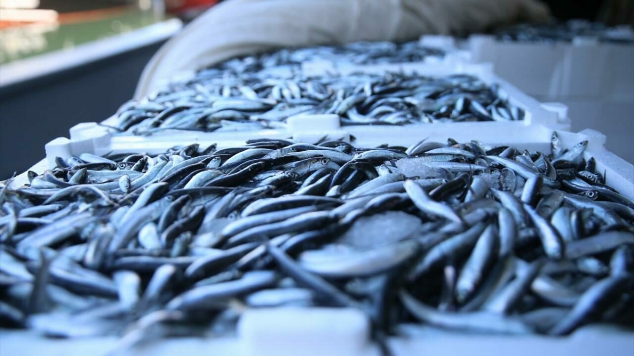 Balık üretiminde rekor