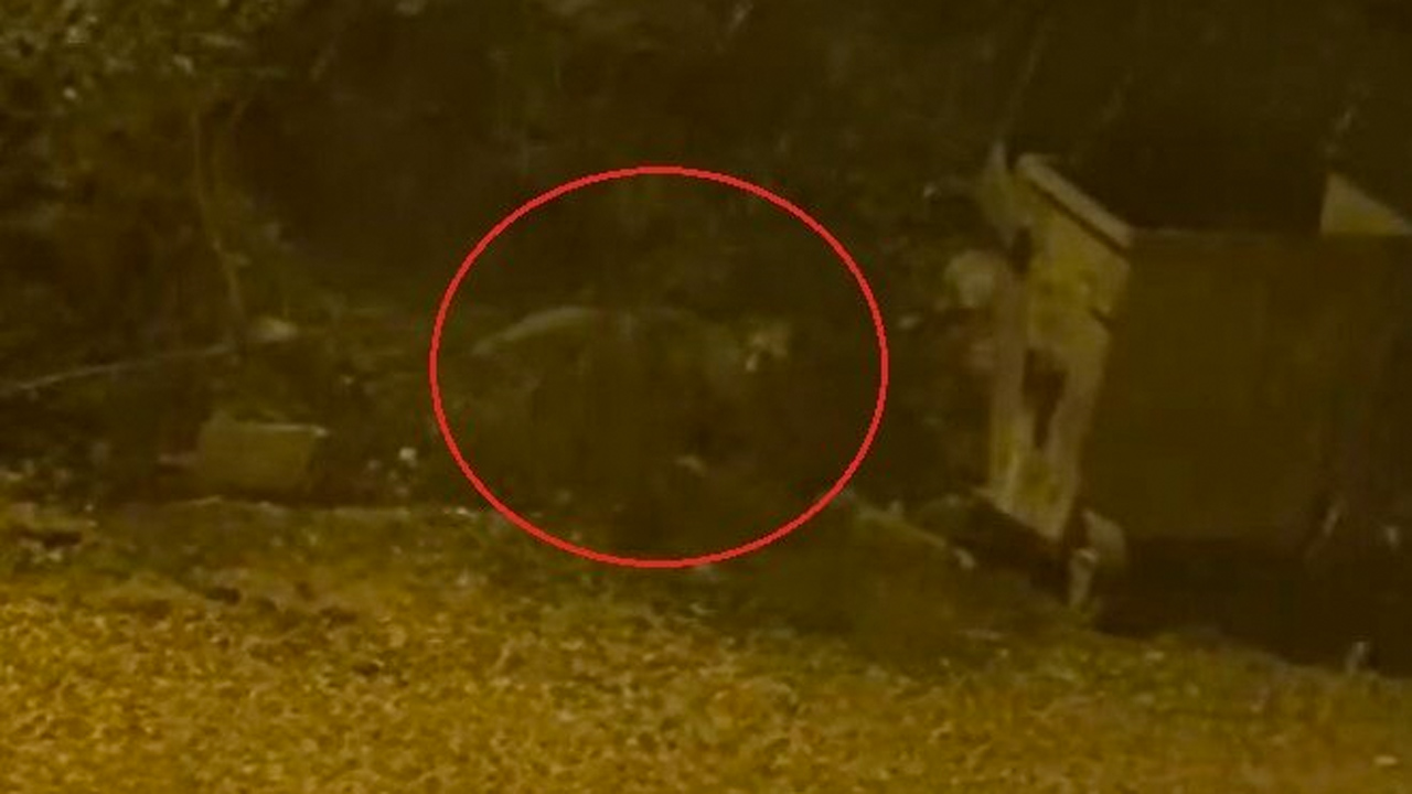 Bursa’da mahalleye inen tilki böyle görüntülendi