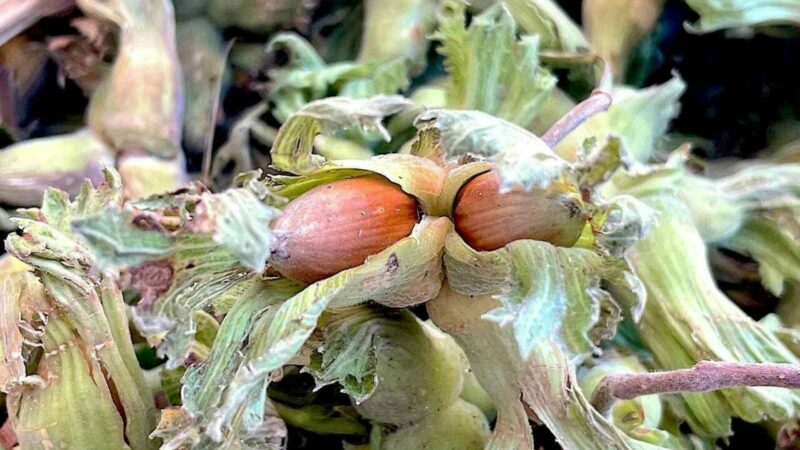 Bursa Uludağ’ın fındığı destek bekliyor Bursa Uludağ’ın fındığı destek bekliyor