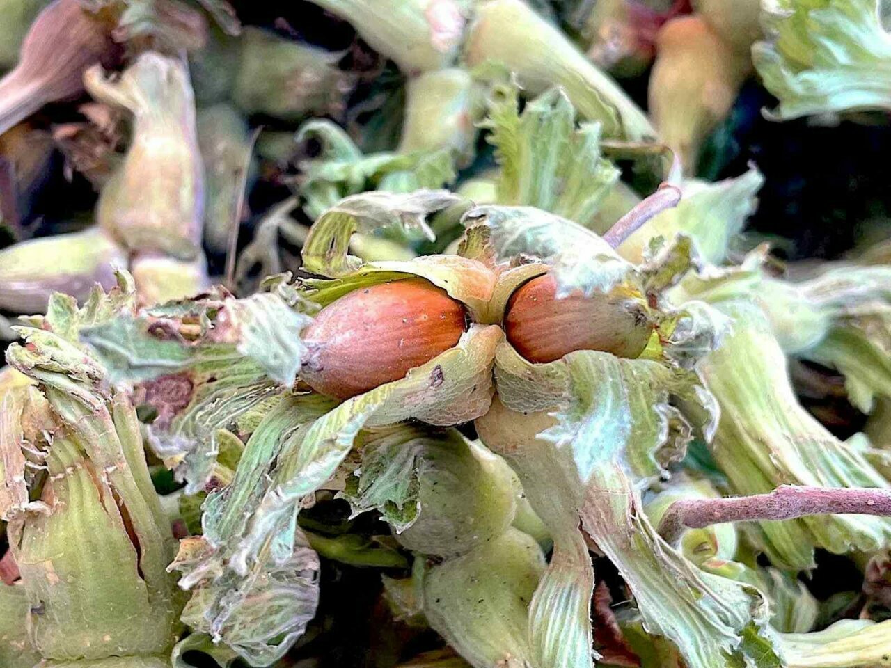 Bursa Uludağ’ın fındığı destek bekliyor