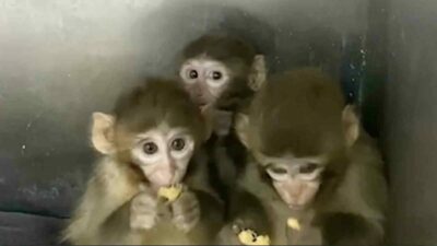 Bakanlık duyurdu: Bursa’da 3 makak maymunu koruma altına alındı