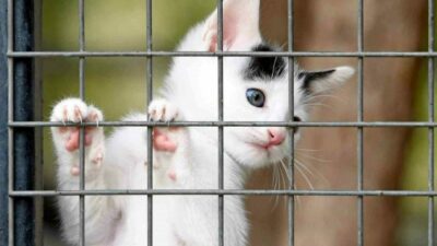 Bursa’da can dostlara umut yeri