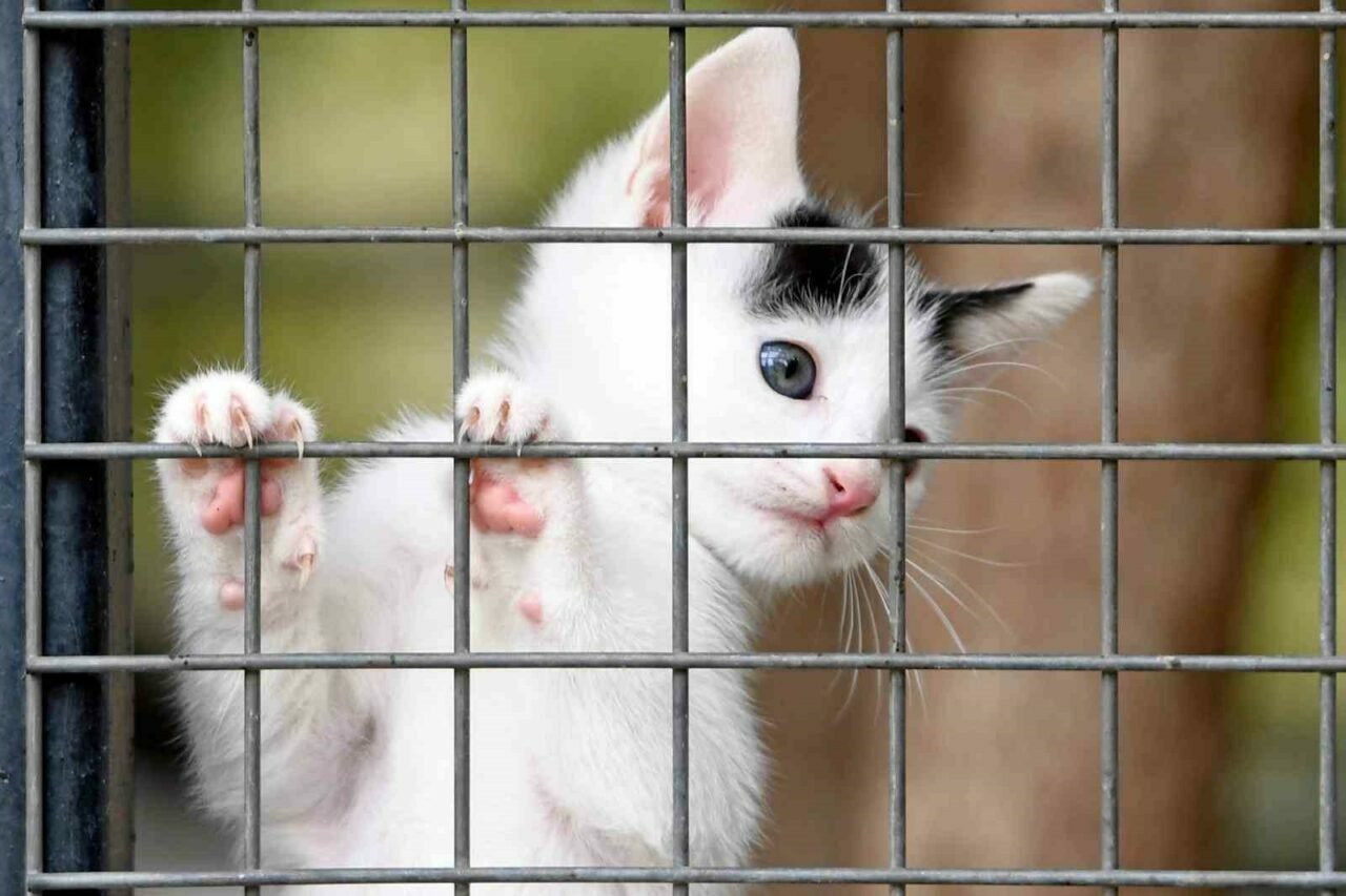 Bursa’da can dostlara umut yeri