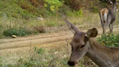 Bursa’da kızılgeyikler fotokapanla görüntülendi
