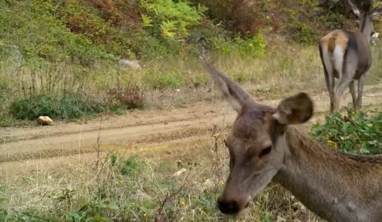 Bursa’da kızılgeyikler fotokapanla görüntülendi