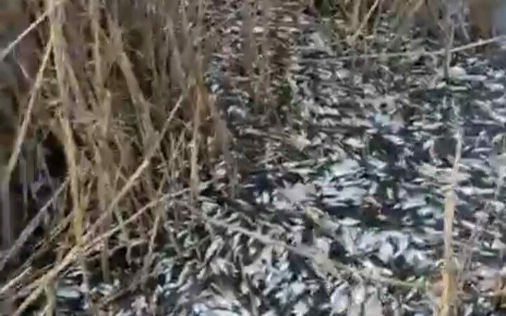 Bursa’da korkunç görüntü! Binlercesi ölü bulundu…