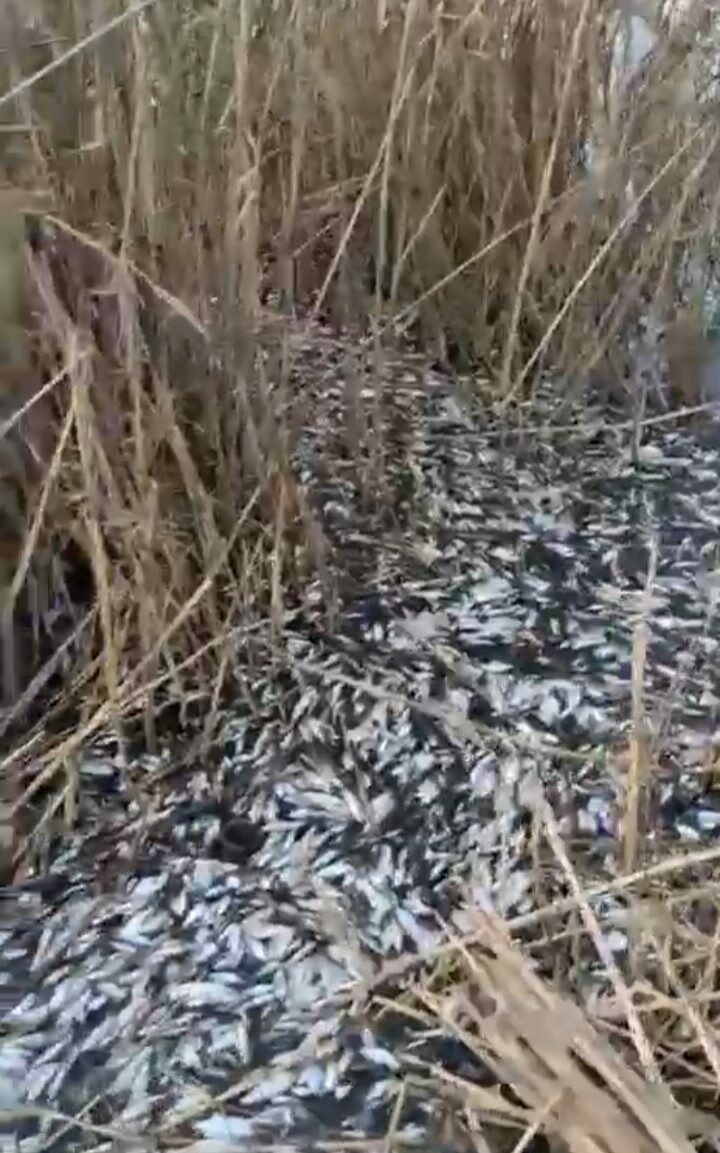 Bursa’da korkunç görüntü! Binlercesi ölü bulundu… Bursa’da korkunç görüntü! Binlercesi ölü bulundu…