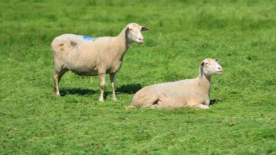 Bursa’da hayvancılığa büyük destek!
