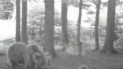 Bursa’da görüntülendiler! Anne bozayı ve 3 yavrusu…