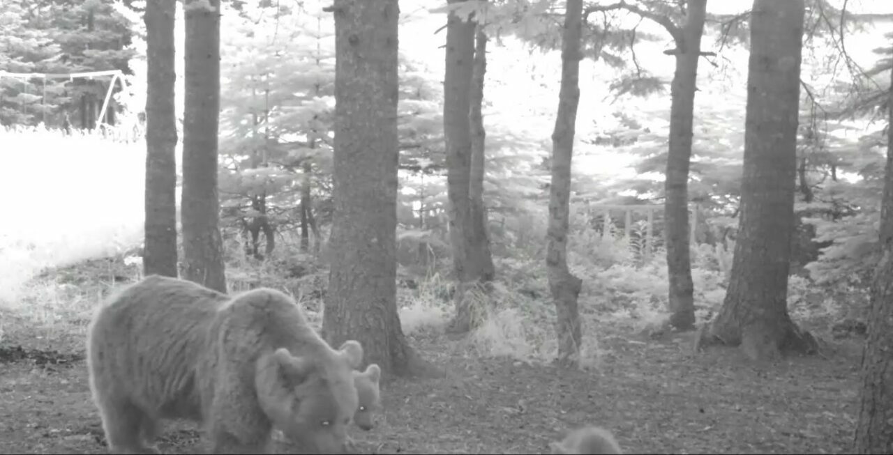 Bursa’da görüntülendiler! Anne bozayı ve 3 yavrusu…