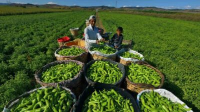 Bursa’dan dev bütçeli iklim projesi