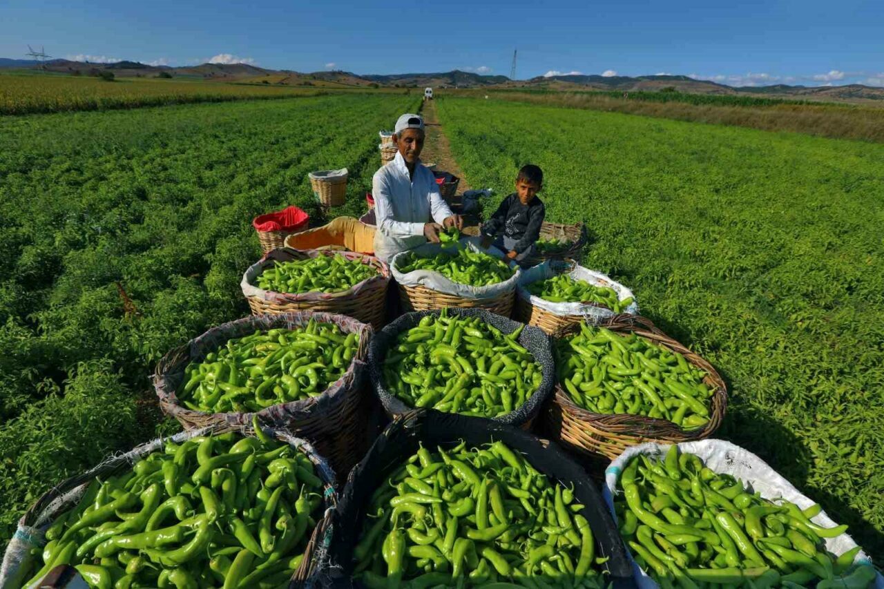 Bursa’dan dev bütçeli iklim projesi Bursa’dan dev bütçeli iklim projesi