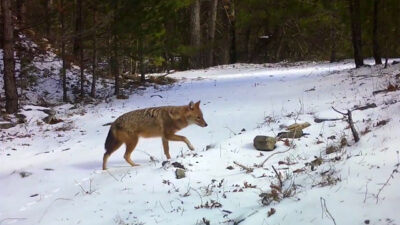 Görüntüler Bursa’dan… Karla kaplı ormanda fotokapana yakalandı