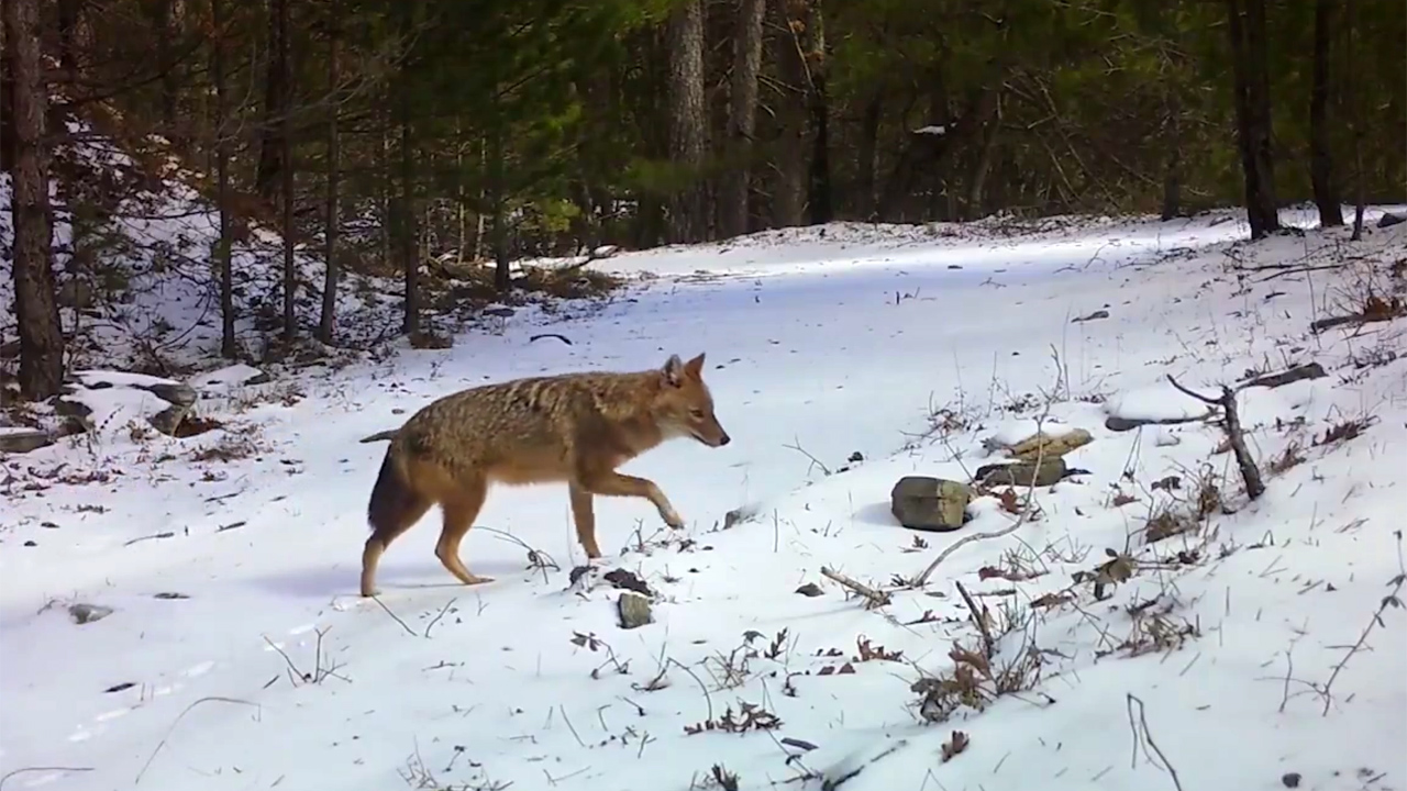 Görüntüler Bursa’dan… Karla kaplı ormanda fotokapana yakalandı