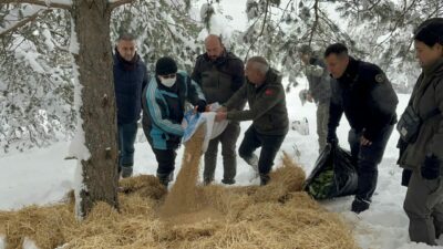 Çankırı’da yaban hayvanları için karlı kaplı alanlara yem bırakıldı
