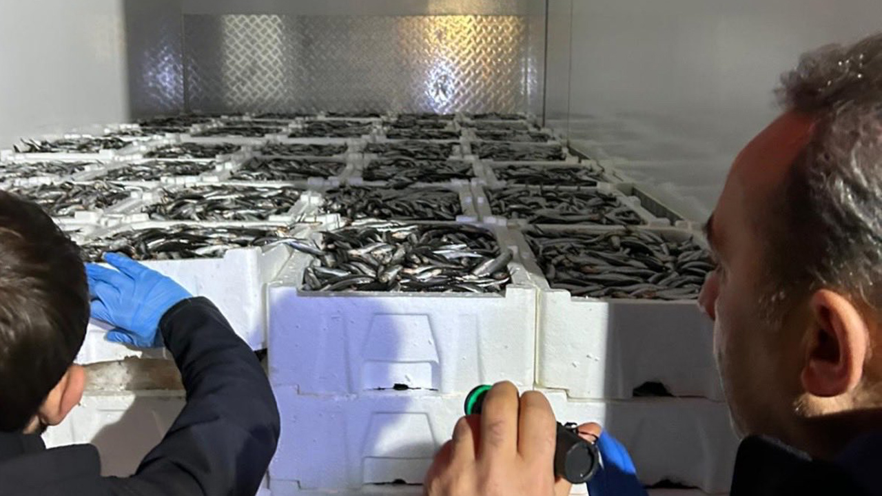 Bursa’da 2 tona yakın istavrite el konuldu