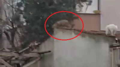 Bursa’da ormandan yerleşime indiler! Bahçe duvarlarında böyle gezdiler…