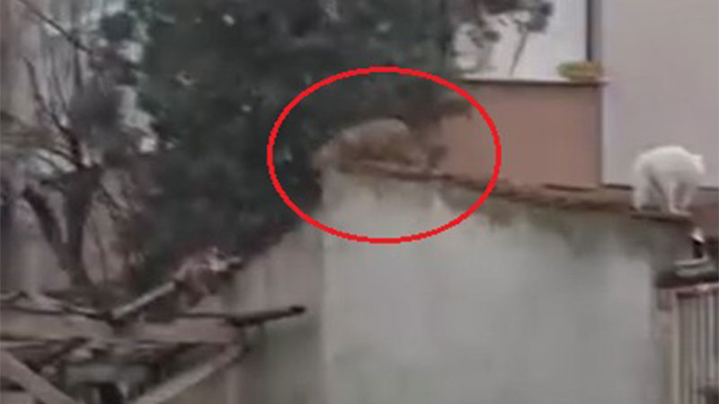 Bursa’da ormandan yerleşime indiler! Bahçe duvarlarında böyle gezdiler…