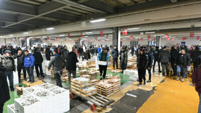 Marmara’ya akın ettiler! Yılbaşından bu yana 500 ton…