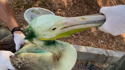 Bursa’da tedavisi tamamlanan ak pelikan doğaya salındı