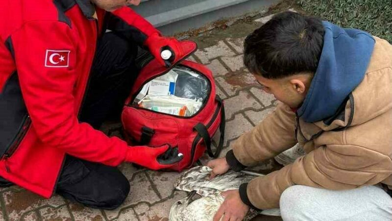 Bursa’nın Mudanya ilçesinde denizde balık tutan amatör bir balıkçının oltasına