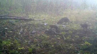 O anlar kamerada! Uludağ’da sisler arasında…