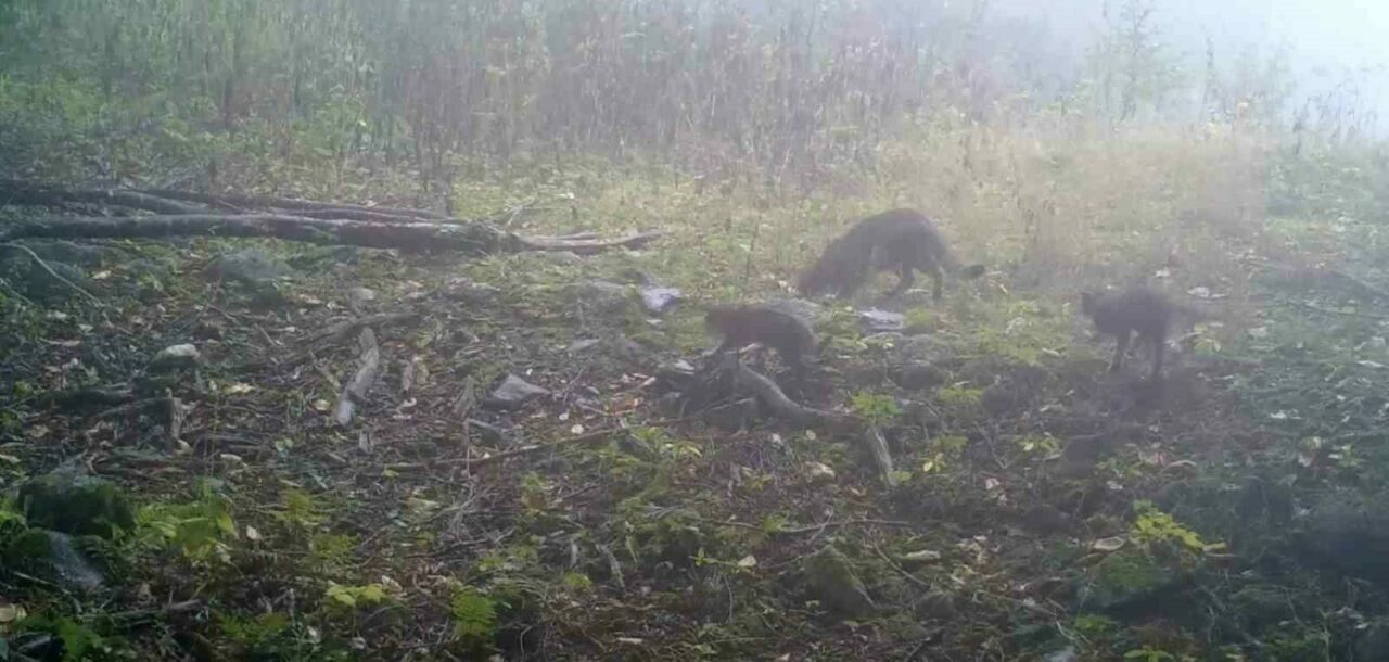 O anlar kamerada! Uludağ’da sisler arasında…