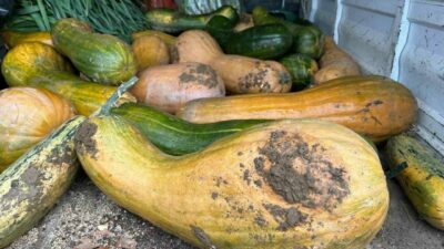 Bursa’da yetiştirildi! 30 kilo ağırlığında…