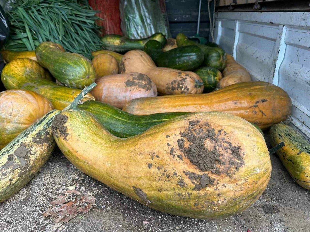 Bursa’da yetiştirildi! 30 kilo ağırlığında… Bursa’da yetiştirildi! 30 kilo ağırlığında…