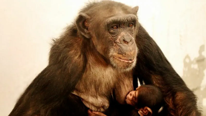 Çince ve İngilizce bilen “dahi” şempanze öldü Çince ve İngilizce metin okuyabilen dahi şempanze Ai, 49 yaşında