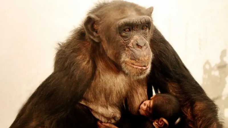 Çince ve İngilizce bilen “dahi” şempanze öldü
