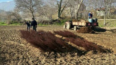 Türkiye’deki her meyve bahçesine “Bursa” imzası