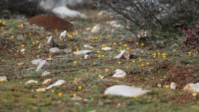 Baharın müjdecisi!