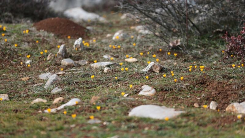 Baharın müjdecisi!