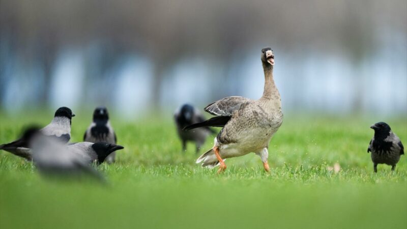 Yönünü şaşırdı!