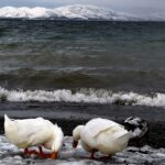 Her mevsim ziyaretçi ağırlıyor…